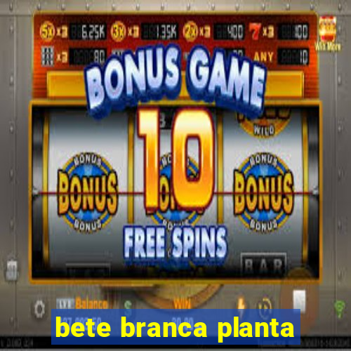 bete branca planta